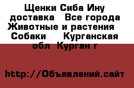 Щенки Сиба Ину доставка - Все города Животные и растения » Собаки   . Курганская обл.,Курган г.